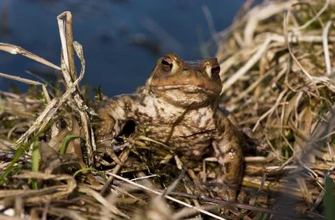 Common toad Bufo bufo leaving the pond spawning site Canton Baselland Stock Photos