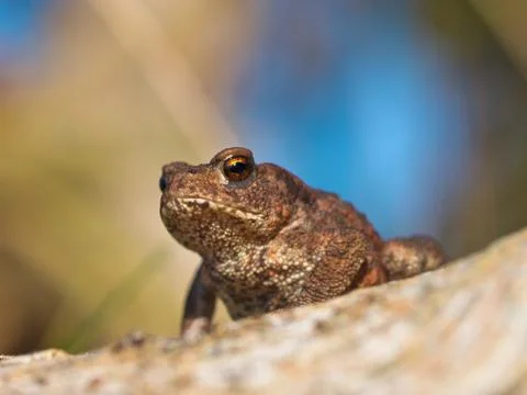 Common toad Bufo Bufo on log with beatiful background Stock Photos