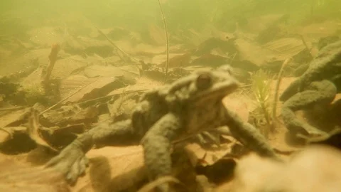 Common Toad Bufo Bufo male underwater Stock Footage 100335917