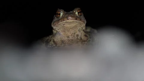 Common toad Bufo bufo male in deep night. Stock Footage 305904873