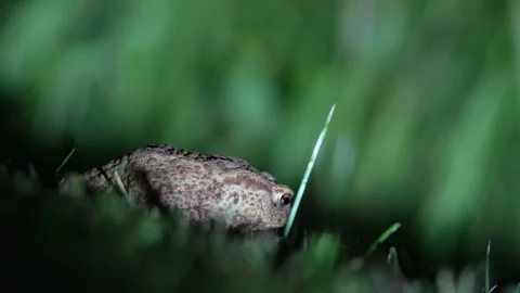 Common toad Bufo bufo male in deep night.  Stock Footage 314228260