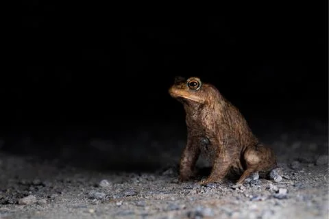 Common toad Bufo bufo male sitting on path to spawning water looking for female Stock Photos