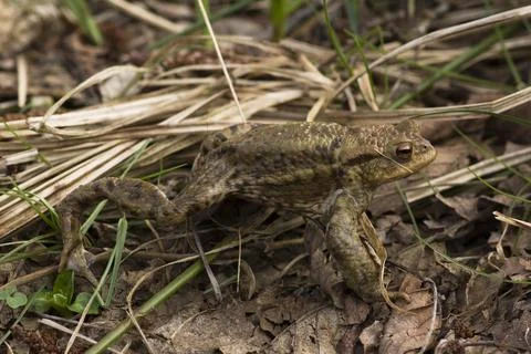 Common toad Bufo bufo male migrating to spawning site pond Canton Baselland Stock Photos