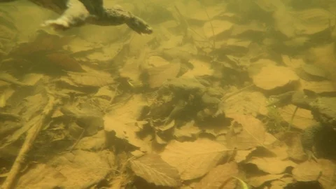Common Toad Bufo Bufo males underwater Stock Footage