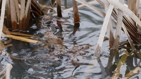 Common toad Bufo bufo males compete to mate with gravid female Stock Footage 108080206