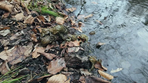 The common toad (Bufo bufo) mating Stock Footage 305496934
