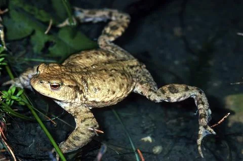 Common toad (bufo bufo), mating, mating season, spawning waters Stock Photos