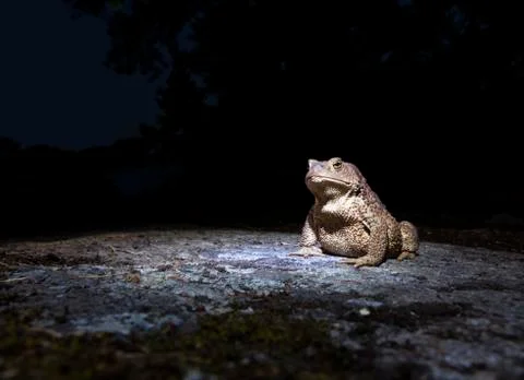 Common toad - bufo bufo - on moss covered stone in the night closeup Stock Photos