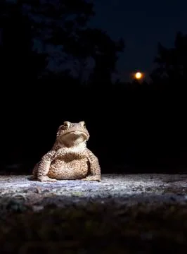 Common toad - bufo bufo - on moss covered stone in the full moon night in the Stock Photos