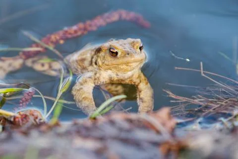 Common toad (Bufo bufo) in a nature Stock Photos