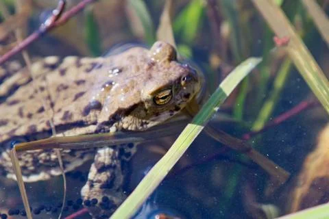 Common toad (Bufo bufo) in a nature Stock Photos