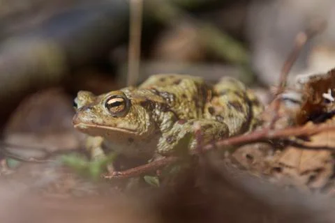 Common toad (Bufo bufo) in a nature 스톡 사진