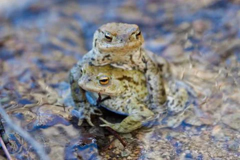 Common toad (Bufo bufo) in a nature Stock Photos