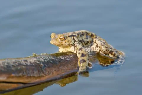 Common toad (Bufo bufo) in a nature Stock Photos