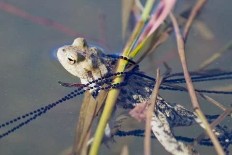 Common toad (Bufo bufo) in a nature Stock Photos