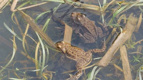 Common toad Bufo bufo pair in amplexus with male in attendance Stock Footage 108080173