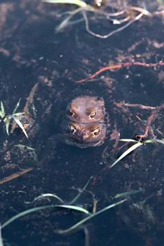 Common toad Bufo bufo pair swimming in spawning water between spawn Heiliges Stock Photos
