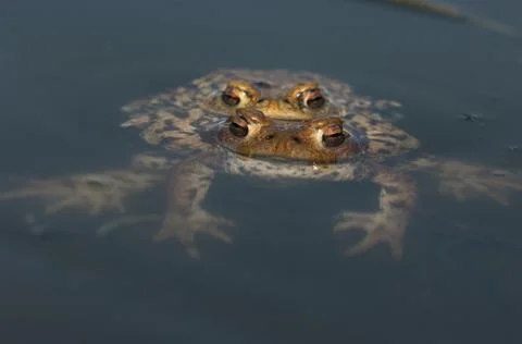 Common toad Bufo bufo pair spawning pond Canton Baselland Switzerland Europe Stock Photos