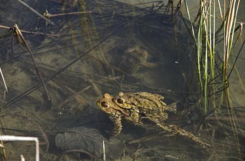 Common toad Bufo bufo pair spawning spawning lines pond Canton Solothurn Stock Photos