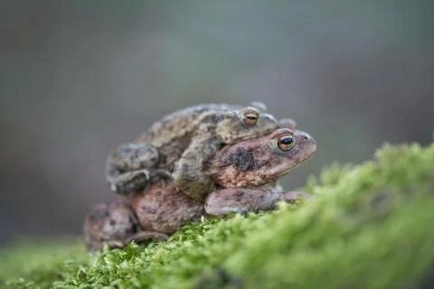 Common toad Bufo bufo pair on the way to spawning grounds North Stock Photos