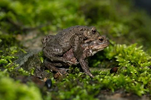 Common toad (Bufo bufo), pair on the way to the spawning waters, night shot Stock Photos