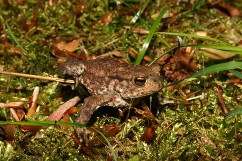 Common toad (bufo bufo) Foto stock