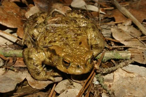Common toad (bufo bufo) Stock Photos