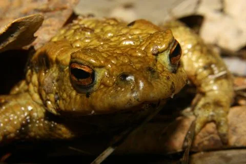 Common toad (bufo bufo) Stock Photos