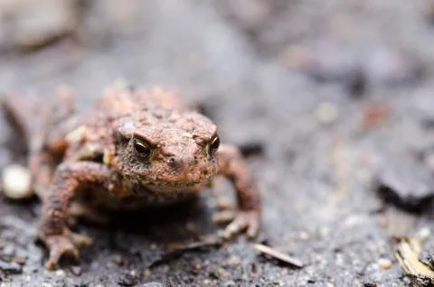 Common toad, bufo bufo Foto stock