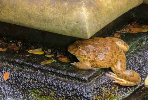 Common toad, Bufo bufo 写真素材