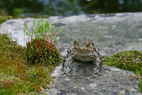 Common toad, Bufo bufo Stock Photos
