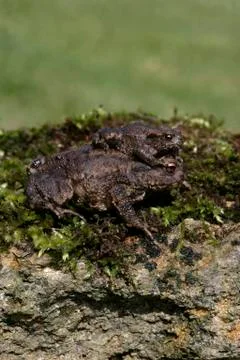 Common toad, Bufo bufo Stock Photos