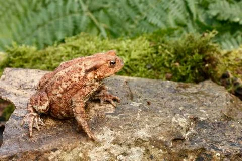 Common toad, Bufo bufo Stock Photos