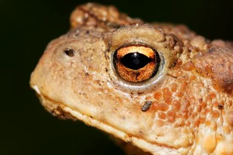 Common toad, Bufo bufo Stock Photos