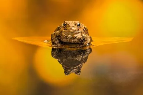 Common toad (Bufo Bufo) Foto stock