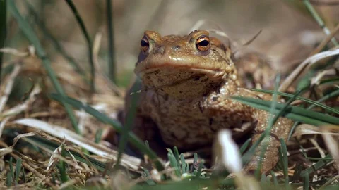 Common toad (Bufo bufo) portrait Stock Footage 88969067