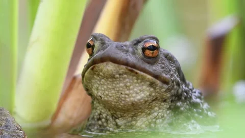 Common toad Bufo bufo portrait on the water surface.  Stock Footage 277217428