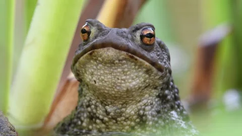 Common toad Bufo bufo portrait on the water surface.  Stock Footage 277218075