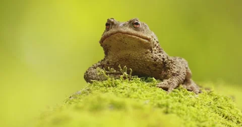 Common toad (Bufo bufo) resting on a mossy tree trunk Video stock 302019276