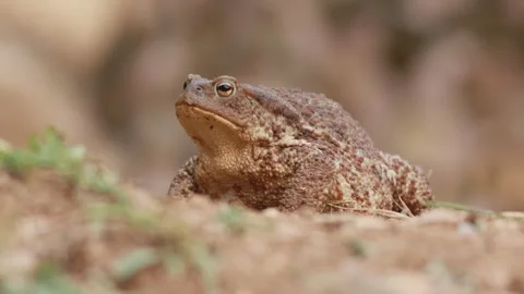Common toad (Bufo bufo) showing natural breathing in woodland habitat Video stock 339191001