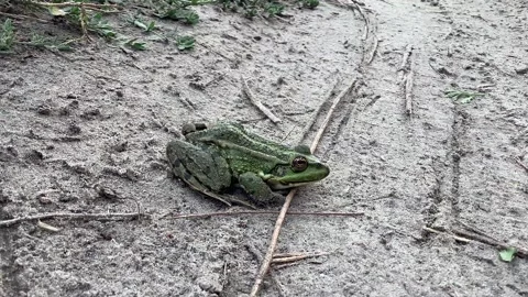 Common toad Bufo bufo sits on the sand, frog Video stock 159504619