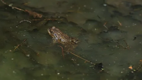 Common toad Bufo bufo sitting in a shallow stream of clear water Stock Footage 337958270
