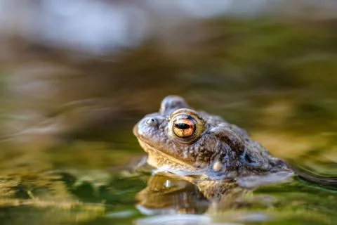 Common toad (Bufo bufo,) in a stream, only the head and eyes are visible abov Stock Photos