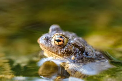 Common toad (Bufo bufo,) in a stream, only the head and eyes are visible abov Stock Photos