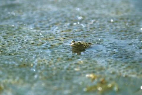 Common toad ( bufo bufo ) swimming in water full off spawn bavaria germany Stock Photos