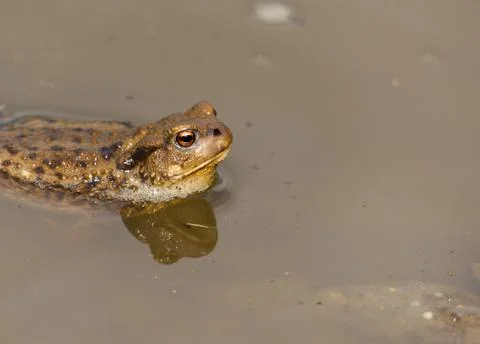 A common toad (Bufo bufo) swimming in a muddy pool Stock Photos