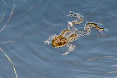 Common toad (Bufo bufo) swin in a pond Stock Photos