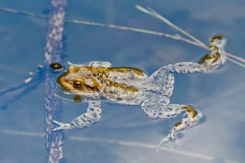 Common toad (Bufo bufo) swin in a pond Stock Photos
