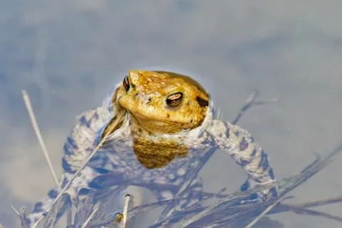 Common toad (Bufo bufo) swin in a pond 스톡 사진