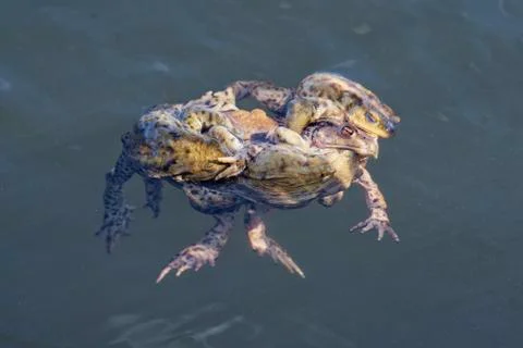 Common toad (Bufo bufo) swin in a pond 스톡 사진